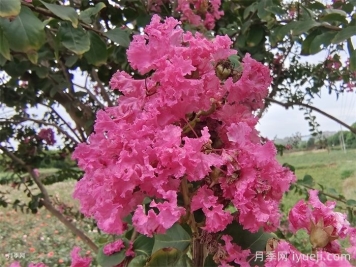 开花时间最长的8种花卉，你知道几种？