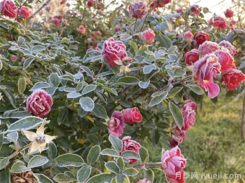适合北方冬季花境营造的草本植物