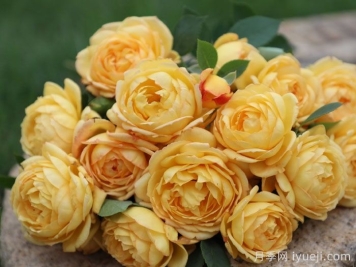 天狼月季的优秀芽变品种大盘点