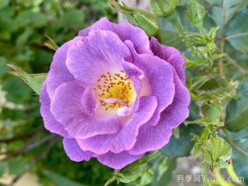 推荐9个好看好养的单瓣半重瓣月季品种