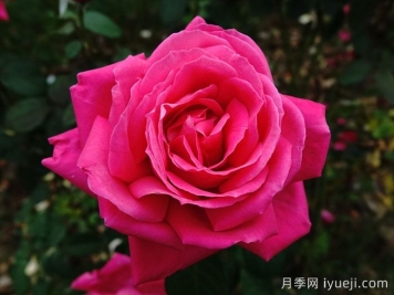 推荐最受欢迎的9种花卉盆栽，一盆就美爆