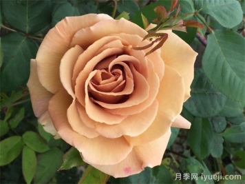 黄油硬糖月季的优缺点是什么？