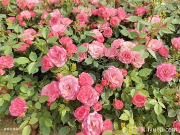 花卉养护必看8点原则