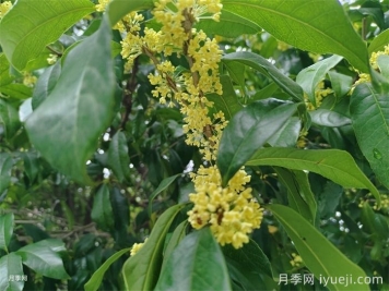 适合在农村种植的苗木树种