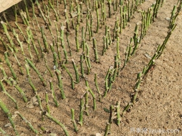 冬季剪下的月季枝条如何保鲜？