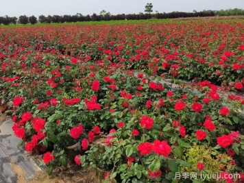 百亩土地栽培月季，该怎样施肥？