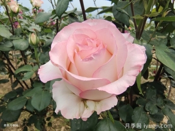 爱莎玫瑰，好看受花友青睐的月季花