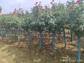 绿化苗木种植规范