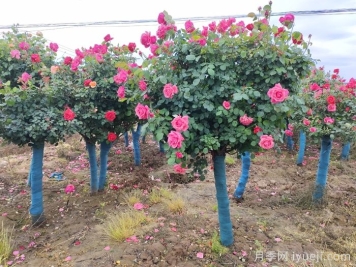 园林苗木专业术语汇总