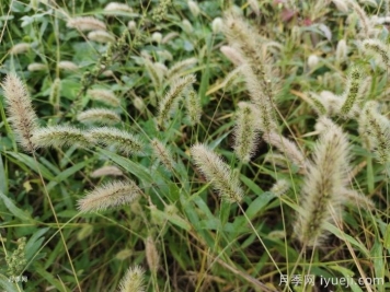狼尾草和狗尾巴草的区别？