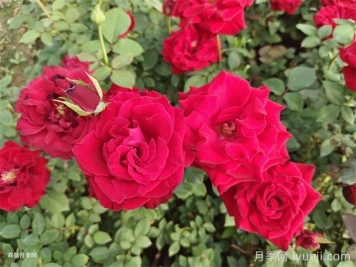 林木品种认定和审定的区别，怎么申请？