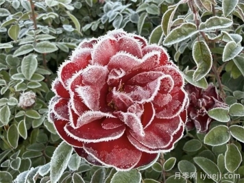 月季旺长要翻盆，小盆换大盆，选对时间有你花好看的！