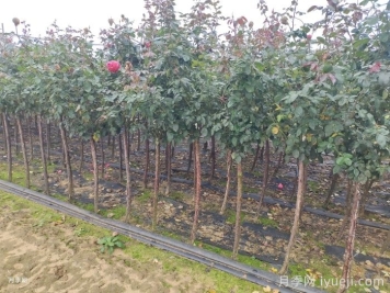 月季冬剪有统一时间吗？各地不同别乱剪