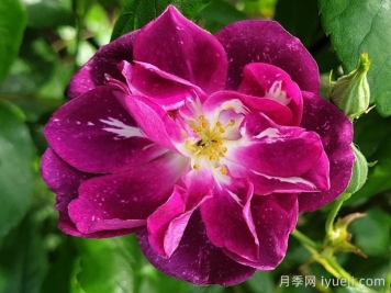 推荐20款大型藤本月季，稀有品种，好养抗病