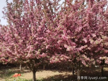 北美海棠的栽培管理技术