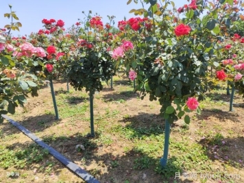 精品树卖价高，什么样的树才算精品树形呢？