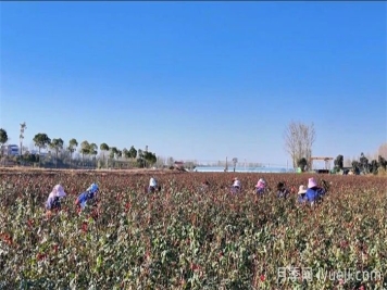 南阳卧龙区石桥镇：月季苗里种出致富经