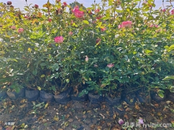 盆栽微型月季的养殖办法，做好三点开花不断