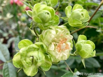 月季推荐，埃克莱尔月季