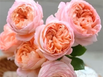 果酱月季Confiture