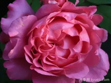 月读月季/咏月Tsukiyomi