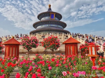 月季园：北京天坛公园月季园