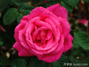 月季诗词集：朱淑贞《长春(月季)花》