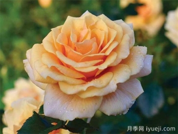 圣特罗佩月季St.Tropez