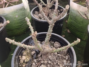 月季花如何修剪？休眠期和生长期区别对待