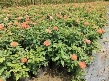 夏季管理盆花月季注意事项，月季叶面施肥怎么做？