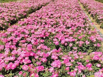  地被月季的花期