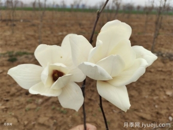 木兰花和白玉兰的区别