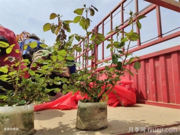 购买大花月季苗需要注意的事项