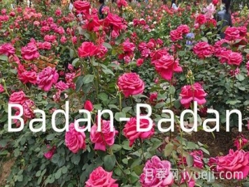 德国巴登巴登月季竞赛奖(Badan-Badan)