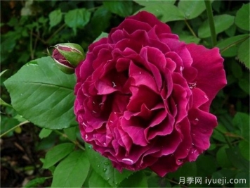 爱丁堡公爵月季Duke of Edinburgh