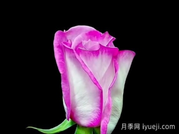 宝华月季通过林草局初审，名称源自网友他二舅的名字