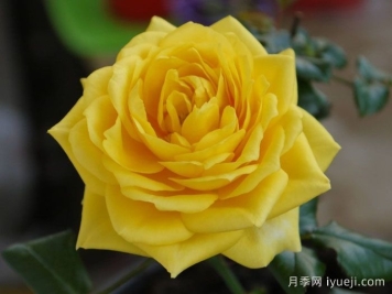 月季推荐，阳光海滩月季