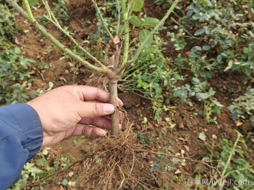月季裸根苗到手养护，修剪种植步骤很简单
