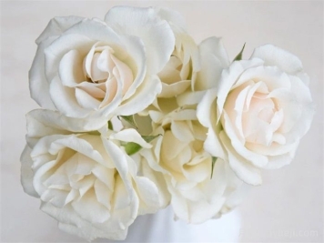 白色玛祖利卡月季/白色马约利卡White Majolika