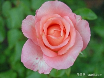 贝拉米月季Belami