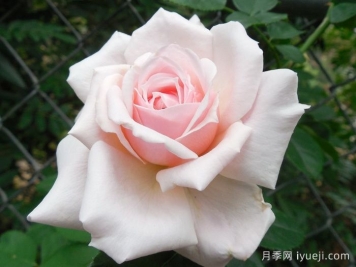 花美色艳，十款是公认的开花机器