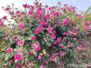 7款大花型藤本月季品种，花园秒变花墙瀑布