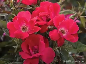 红色绝代佳人月季Red Knock Out