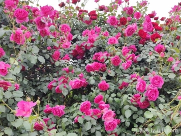 藤本月季该如何修剪？南阳基地告诉你方法