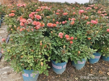 冬季月季清园了，石硫合剂使用有讲究