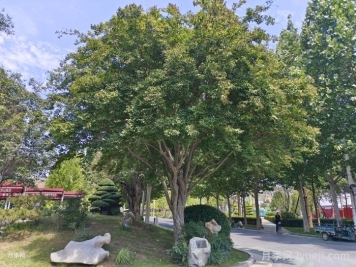 苗木到底应该怎么修剪？