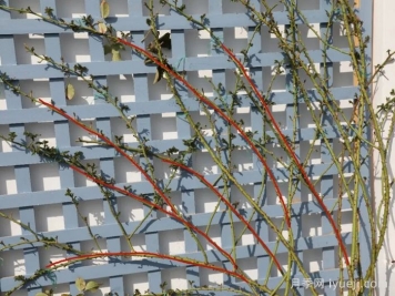 藤本月季不开花？春季横拉修剪抹芽很关键