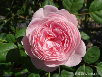 分享50个浓香四溢的月季品种