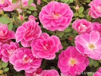 景观丰花月季的发展与应用变迁