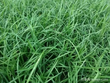 庭院十大经典地被植物